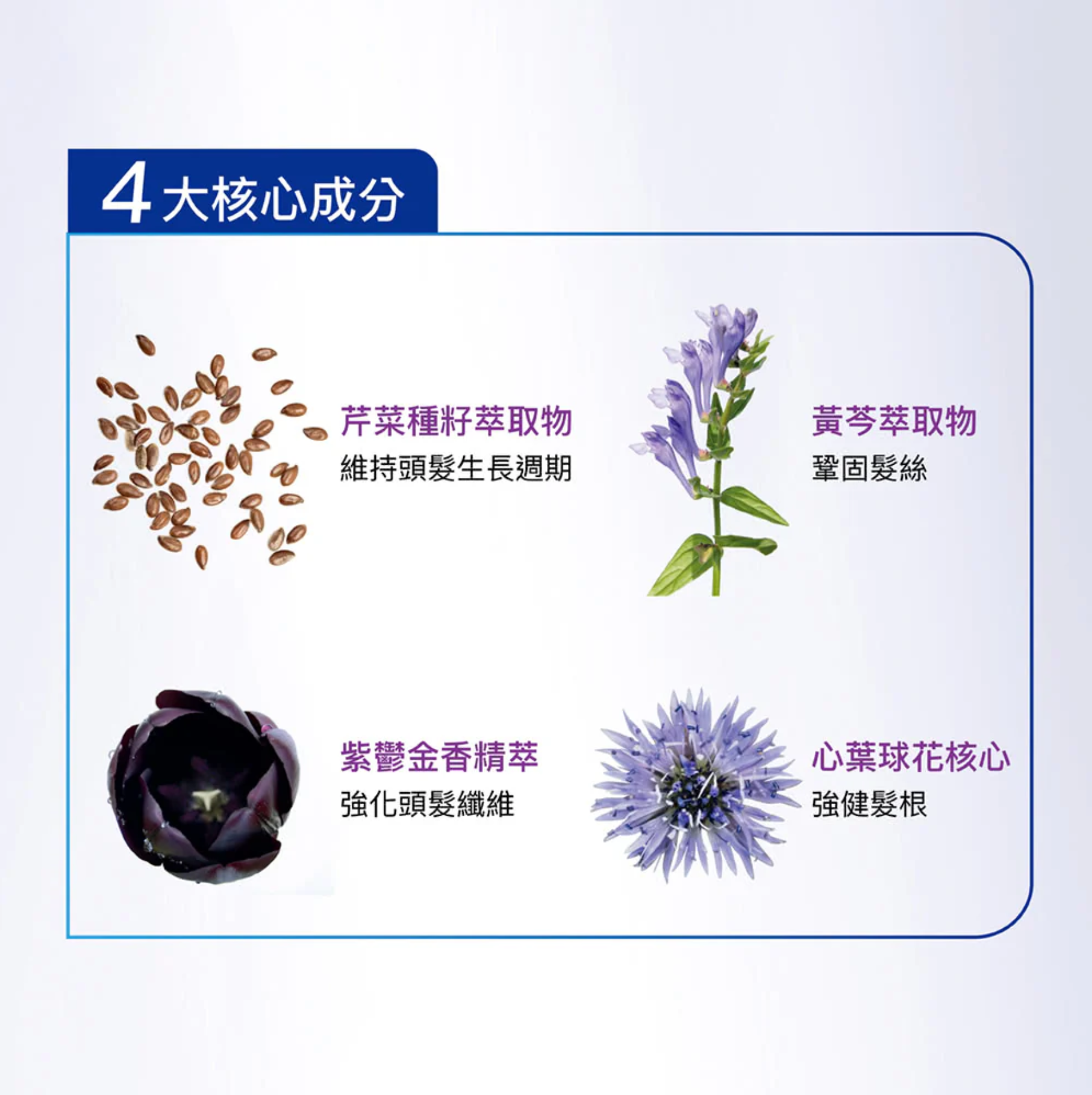 Phyto Phytocyane 防脫濃髮套裝 洗頭水+精華+生髮丸